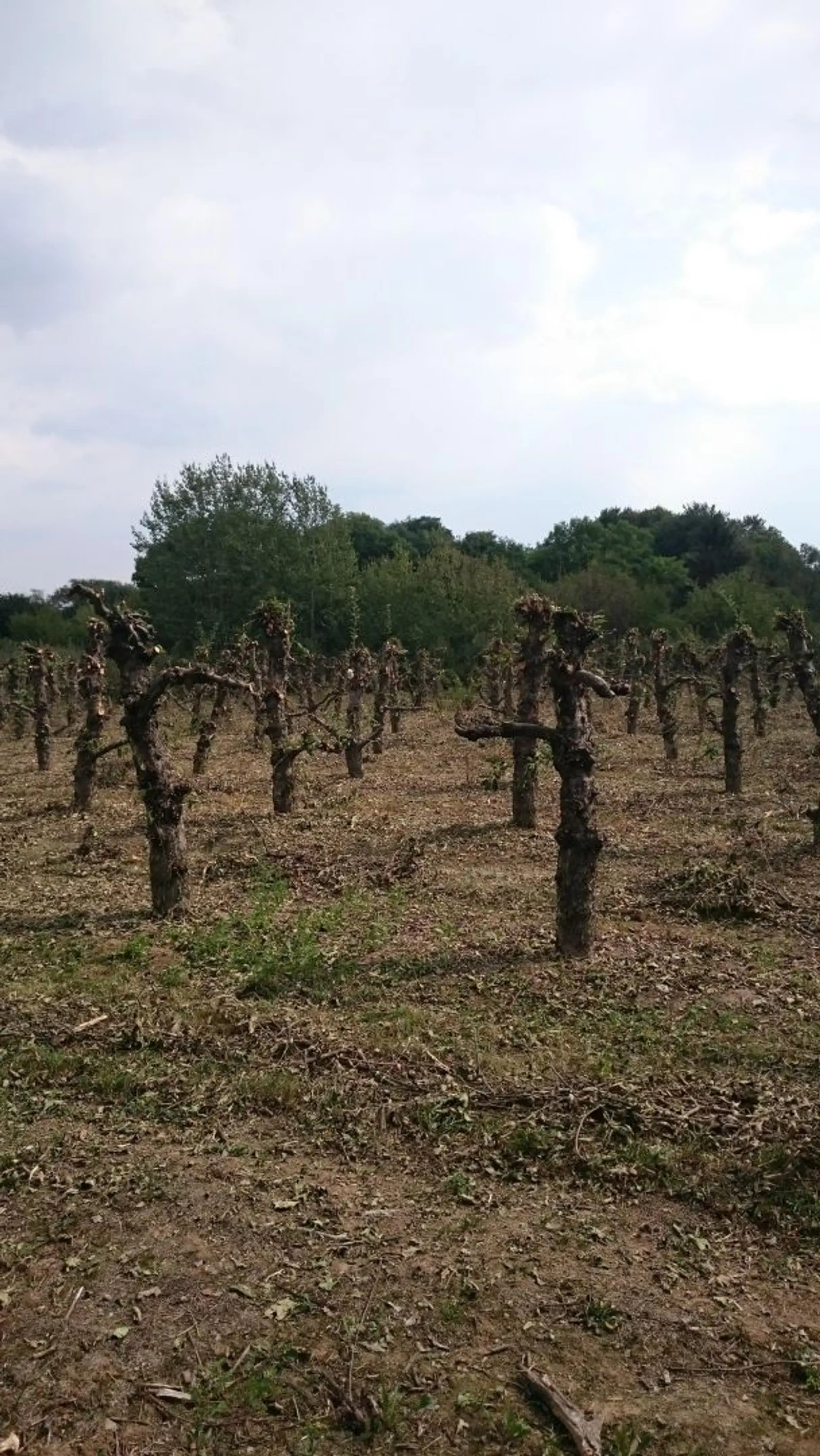 Eliza-Artur i Filipek 