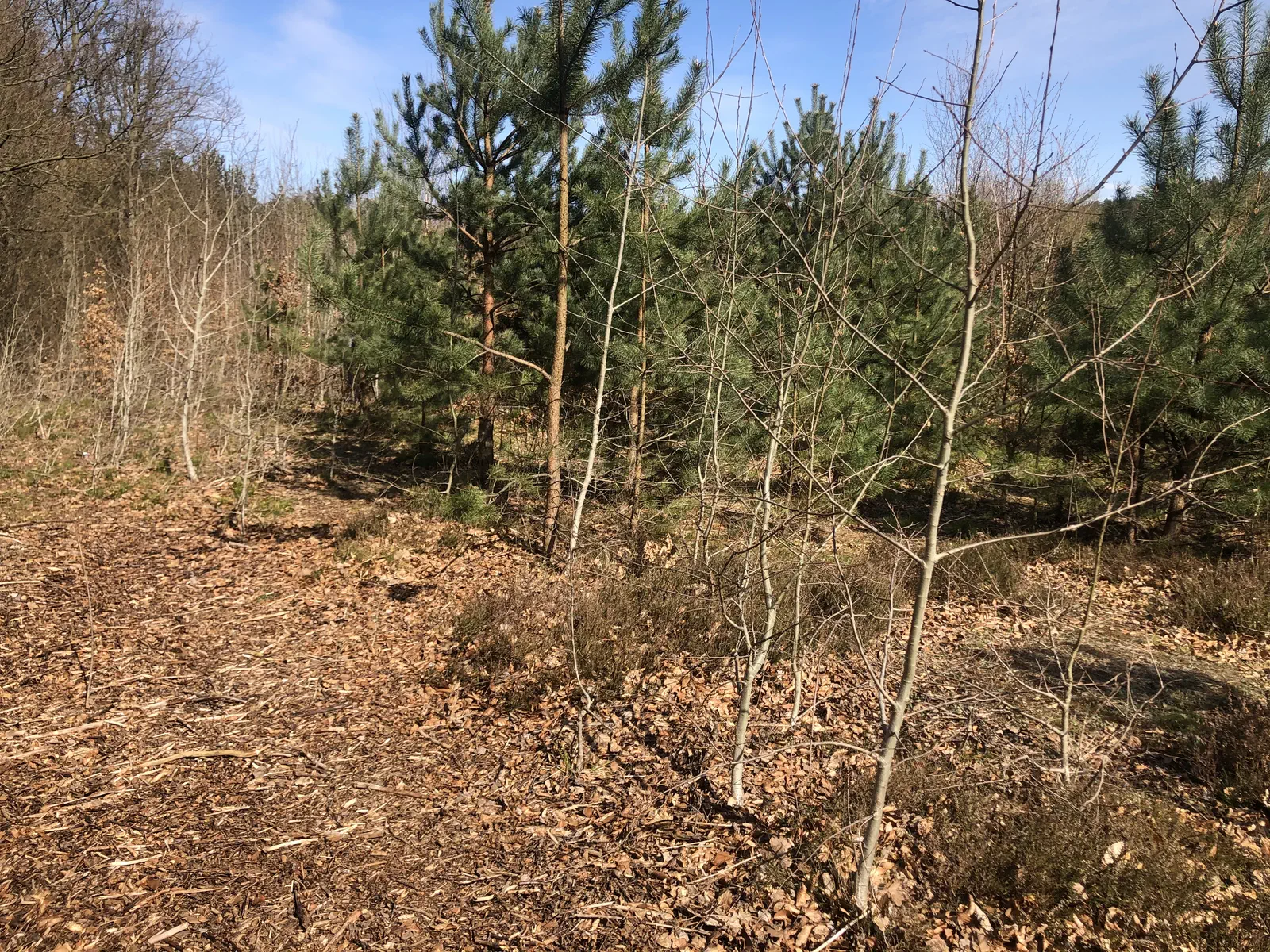 Budowa Sylwi i Łukasza