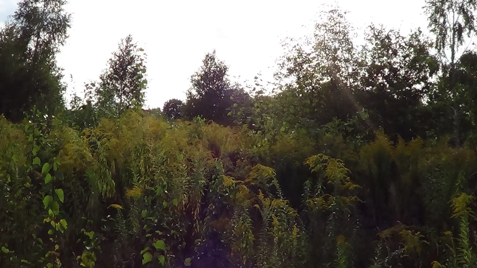 Budowa domu na Miłej - Zx24L